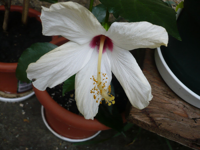 P1130986