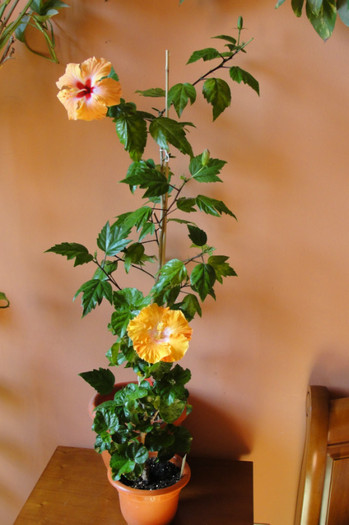 Hibi fiesta si hibi no name