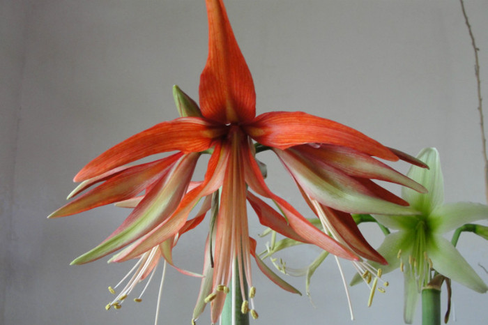 Sumatra - B-Amaryllis-2012