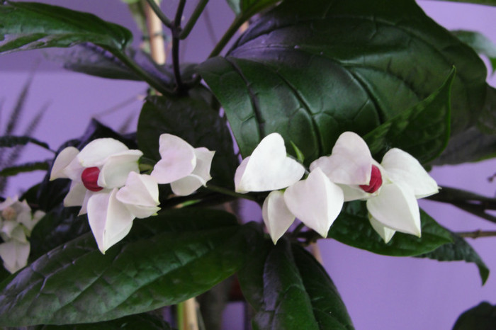  - B-clerodendroni