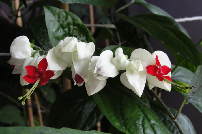  - B-clerodendroni