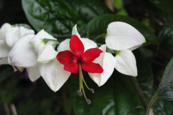  - B-clerodendroni
