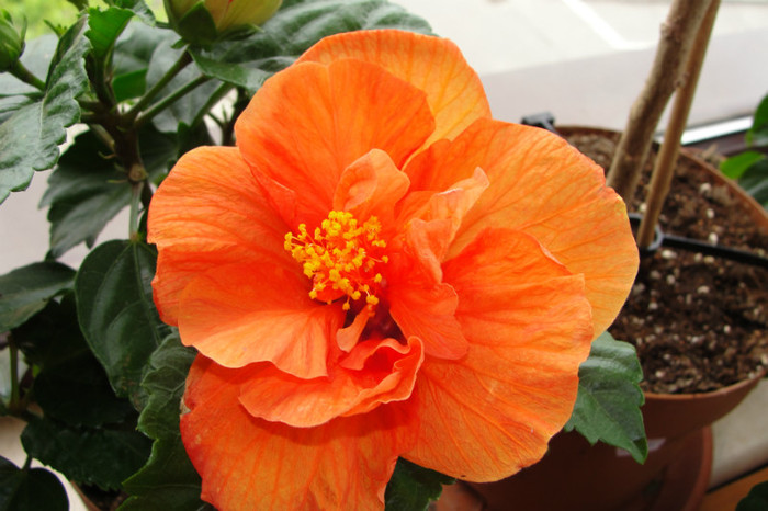  - B-hibiscus-Sunny Cities
