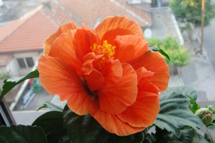 Hibi Madrid - B-hibiscus-Sunny Cities