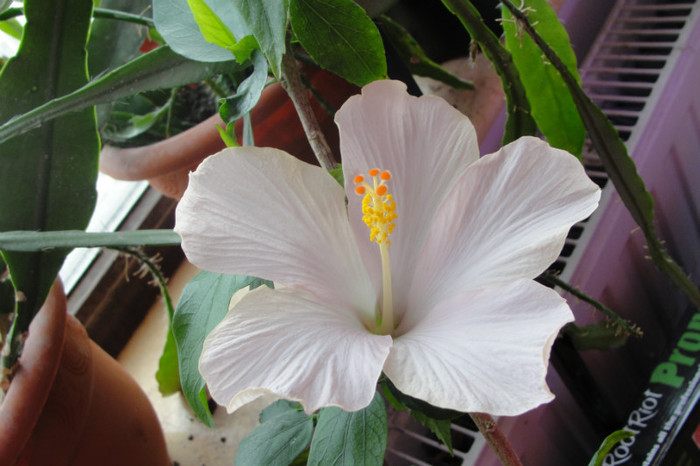  - B-hibiscus-2012 2
