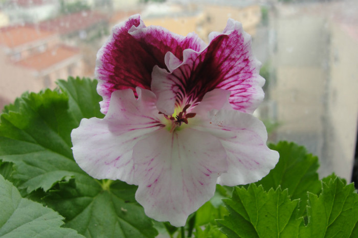 Pelargonium