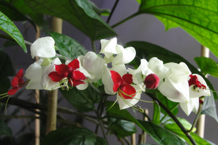  - B-clerodendroni