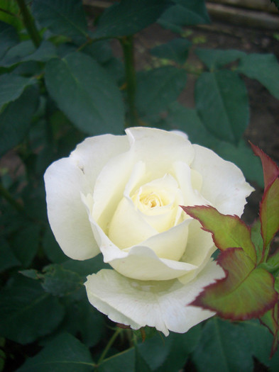 CIMG5196 - trandafiri 2012