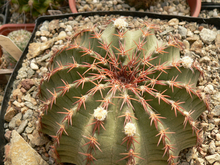 echinocereus_pulchellus_ssp.weinbergii_boboci - genul Echinocereus