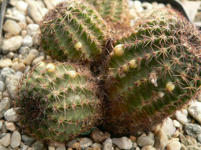 echinocereus_pulchellus_ssp.sharpii_boboci in formare - genul Echinocereus