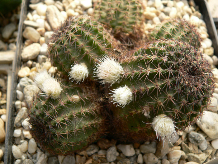 echinocereus_pulchellus_ssp.sharpii_boboci_1M - genul Echinocereus