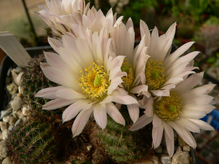 echinocereus_pulchellus_ssp.sharpii_HK 1825_fl - genul Echinocereus