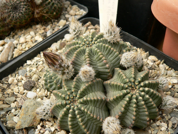 echinocereus_pulchellus_ssp.pulchellus_BW 167; este acum in colectia lui Simen Titus
