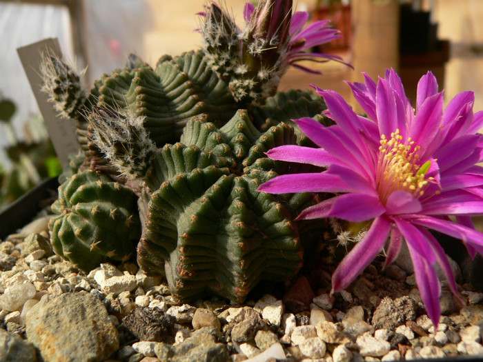 echinocereus_pulchelus_ssp.pulchellus_BW167_fl; este acum in colectia Simen Titus
