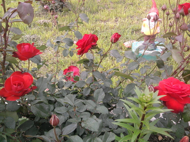 Photo0762 - trandafiri am 150 de soiuri