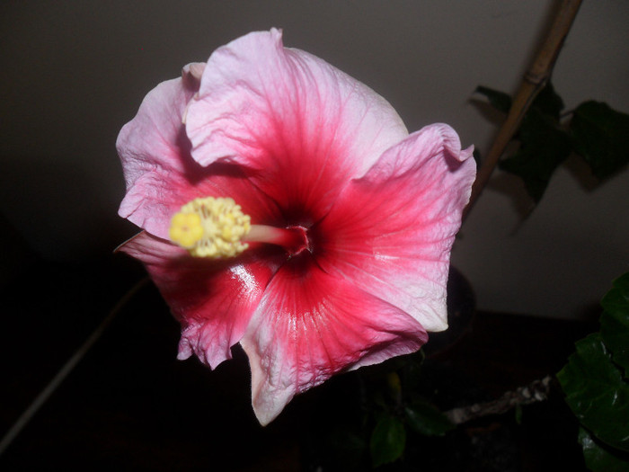 Hibiscus Pink Dream's