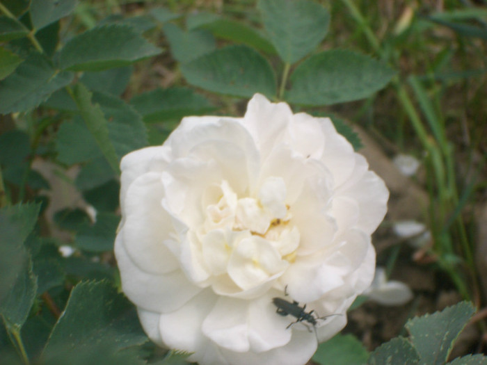 CIMG5254