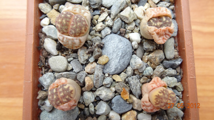 L.Dorotheae C300 I am din 28.Iul.2011