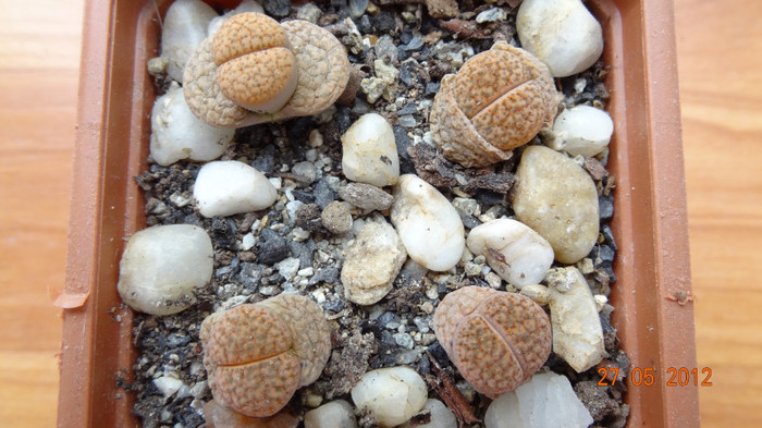 L.Fluviceps I am din 28.Iul.2011