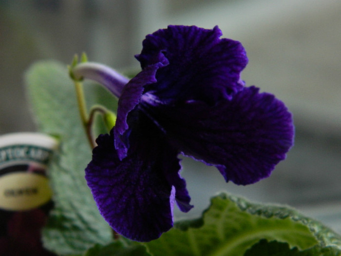 DSCN8429 - alte gesneriaceae 2012