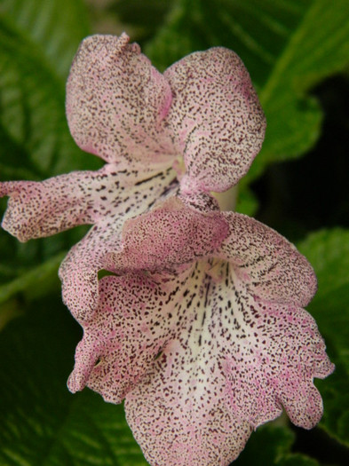 DSCN8488 - alte gesneriaceae 2012