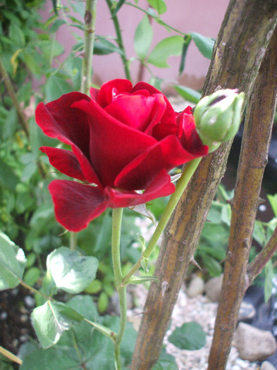 Trandafir urcator Sieberz