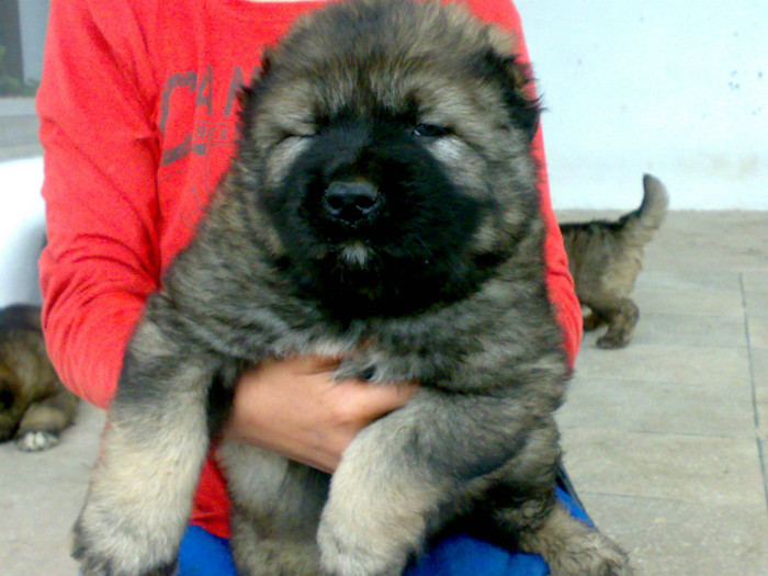 220520122451 - de vanzare catei ciobanesc caucazian