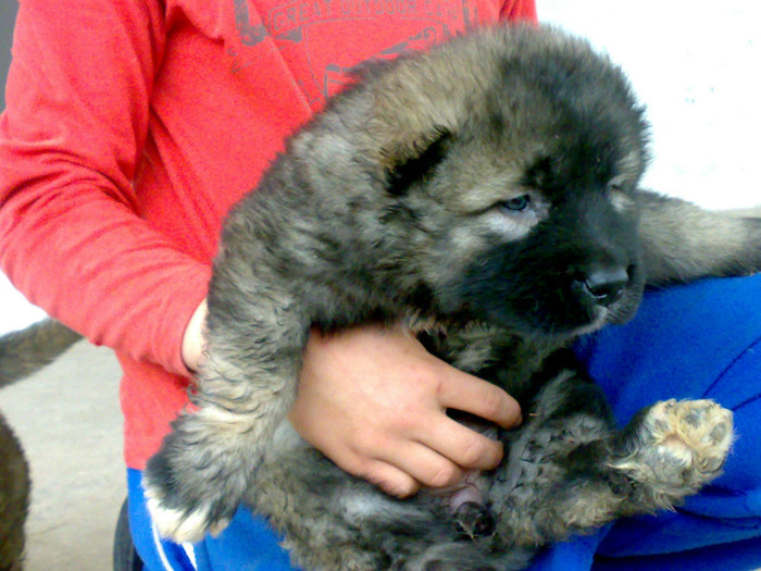 220520122452 - de vanzare catei ciobanesc caucazian