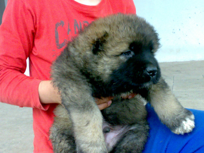 220520122453 - de vanzare catei ciobanesc caucazian