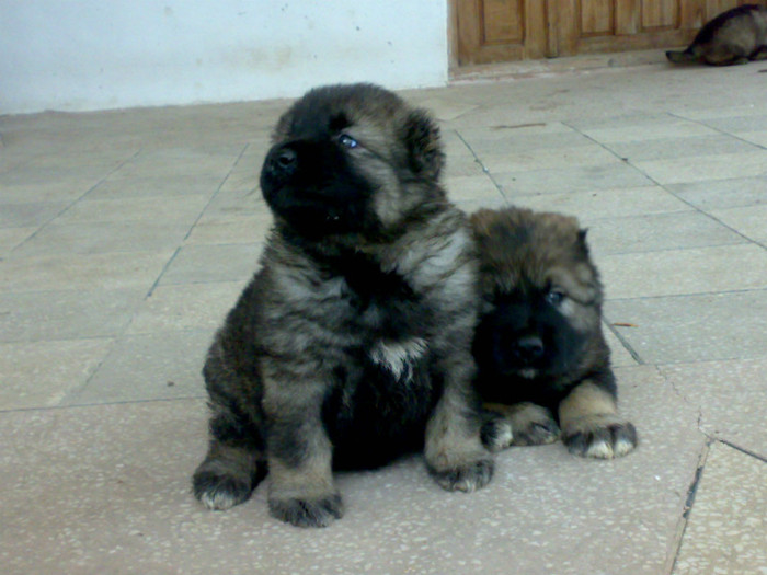 220520122456 - de vanzare catei ciobanesc caucazian