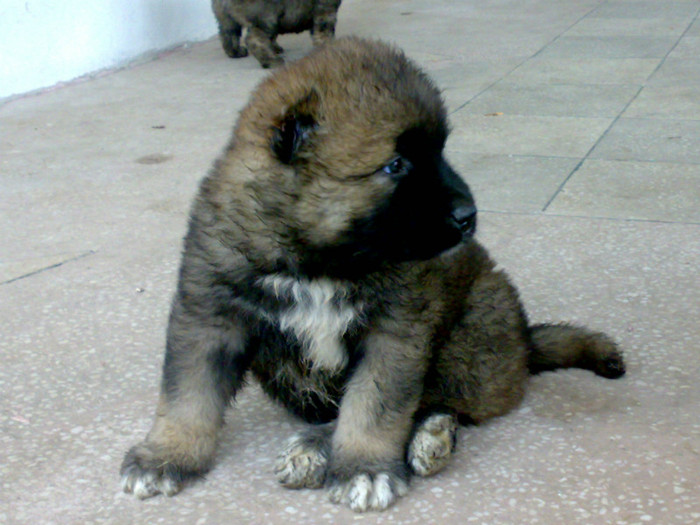 220520122457 - de vanzare catei ciobanesc caucazian