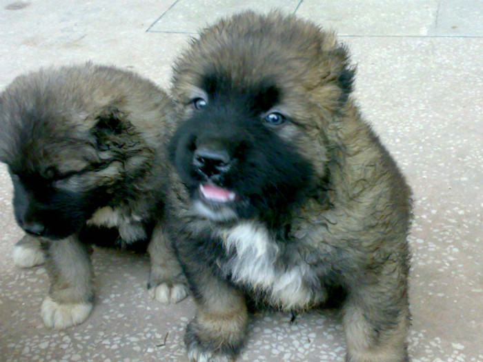 220520122458 - de vanzare catei ciobanesc caucazian