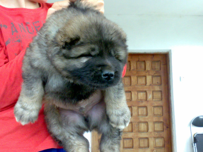 220520122459 - de vanzare catei ciobanesc caucazian