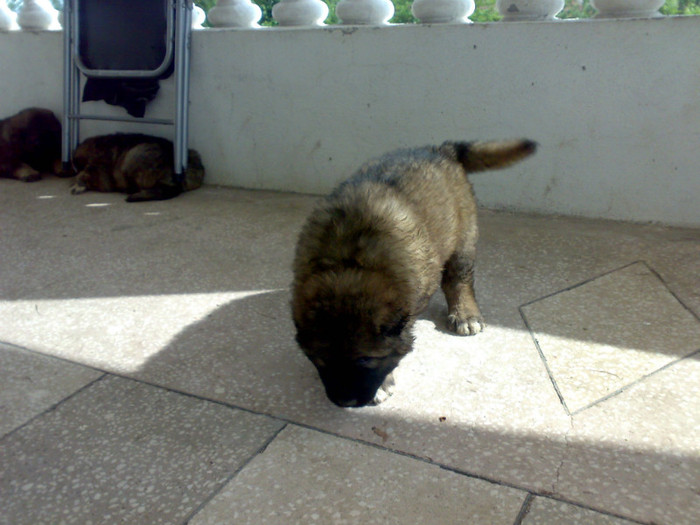 220520122467 - de vanzare catei ciobanesc caucazian