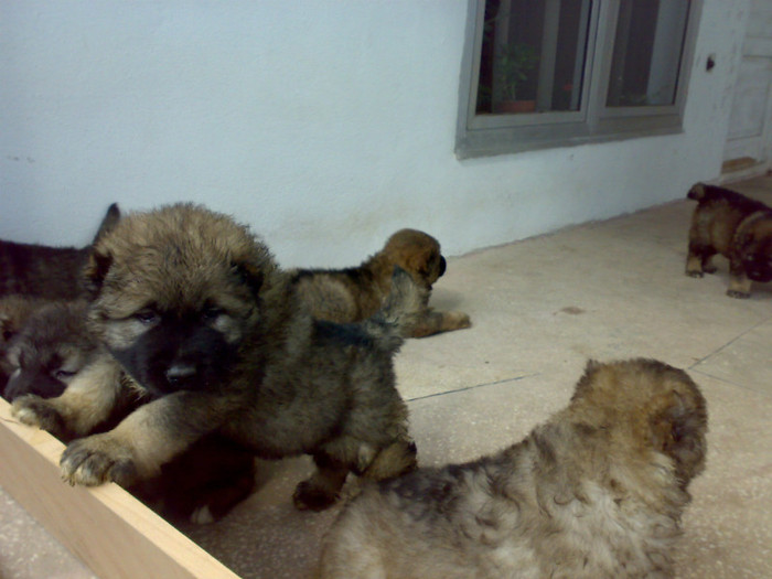 250520122470 - de vanzare catei ciobanesc caucazian