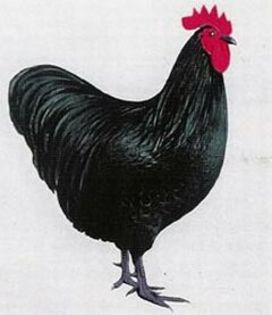 Australorp Male Standard; Australorp Male Standard
