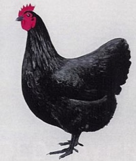 Australorp Female Standard - B 2013 AUSTRALORP