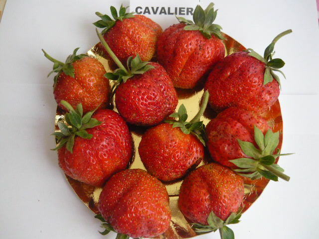 Cavalier - 26 mai 2012 - Capsuni CAVALIER