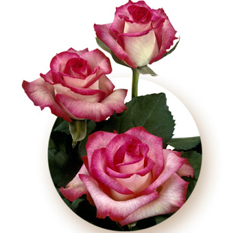 bicolor-pink-rose-classic-cezanne - Roses