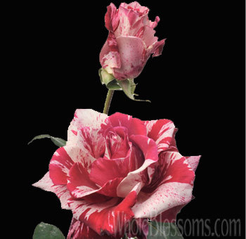 crazy-too-hot-pink-rose - Roses