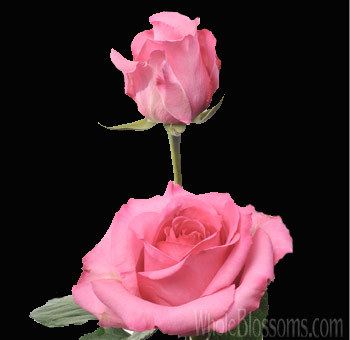eliza-pink-rose - Roses