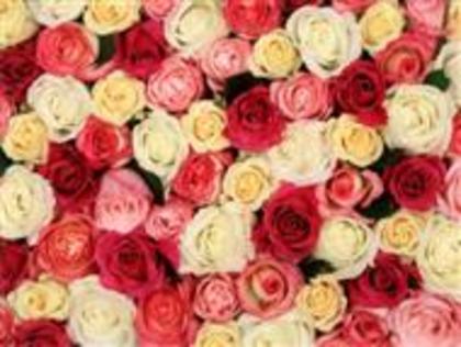 fragrent-roses - Roses