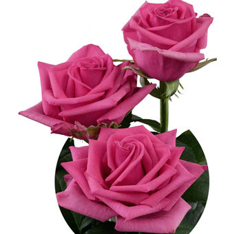 hot-pink-rose - Roses