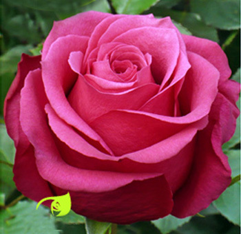 hot-pink-rose-cherry-o (1) - Roses