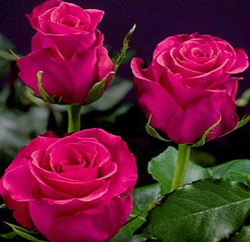 hot-pink-roses - Roses