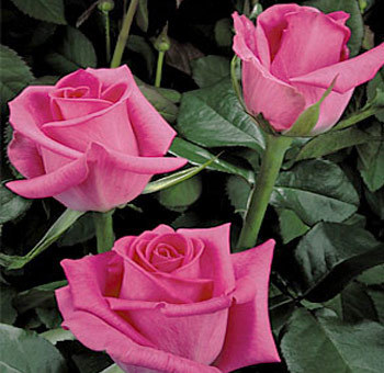 hot-pink-rose-topaz - Roses