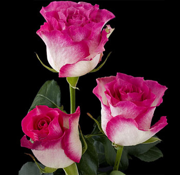 Malibu-Rose-hot-pink - Roses