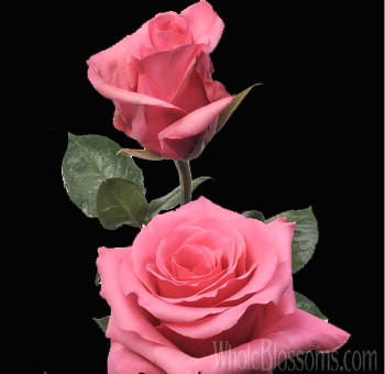 perugia-hot-pink-rose - Roses