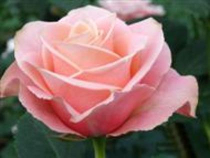 pink-roses-8d - Roses