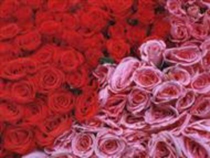 red-and-pink-roses-6f
